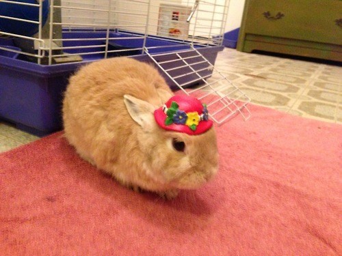 Bunday: Fancy 