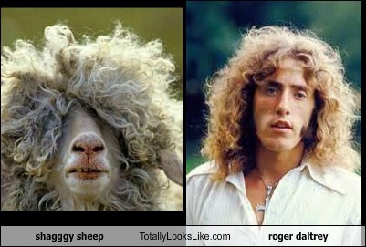 Shaggy Sheep Totally Looks Like Roger Daltrey