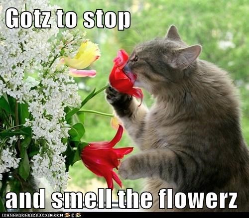 Gotz to stop  and smell the flowerz