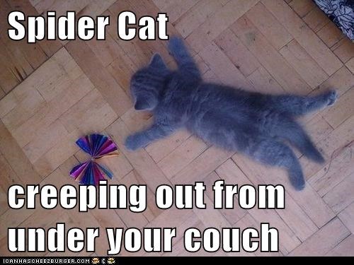 Spider Cat  creeping out from under your couch