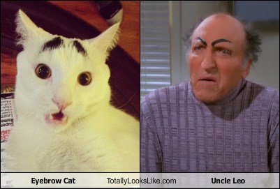 Eyebrow Cat Totally Looks Like Uncle Leo