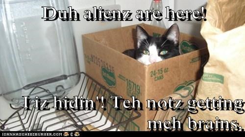 Duh alienz are here!  I iz hidin'! Teh notz getting meh brains.