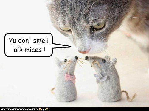 Yu don' smell laik mices !