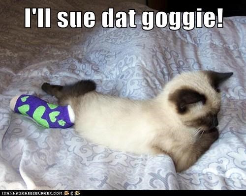 Personal Injury Kitty DEMANDS Satisfaction! 
