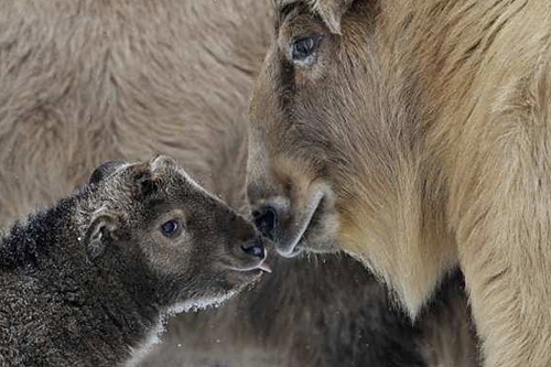 Squee Spree: Takins Win! 