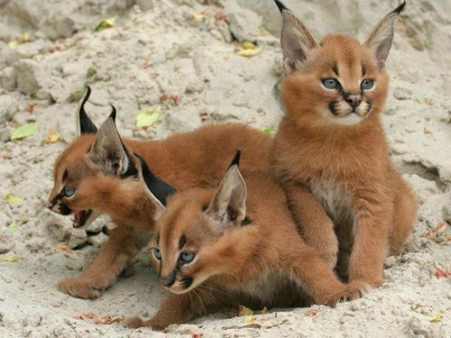 Caracal Cat kittens