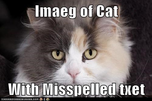 Imaeg of Cat  With Misspelled txet