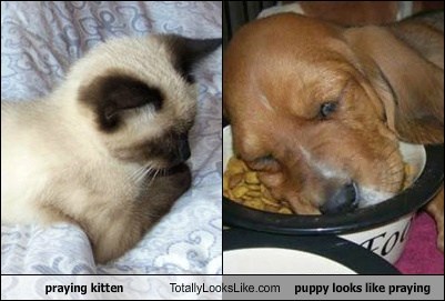 praying kitten Totally Looks Like puppy looks like praying
