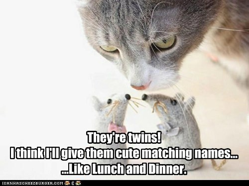 Or Nom and Nomer
