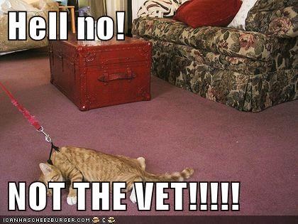 Hell no!  NOT THE VET!!!!!