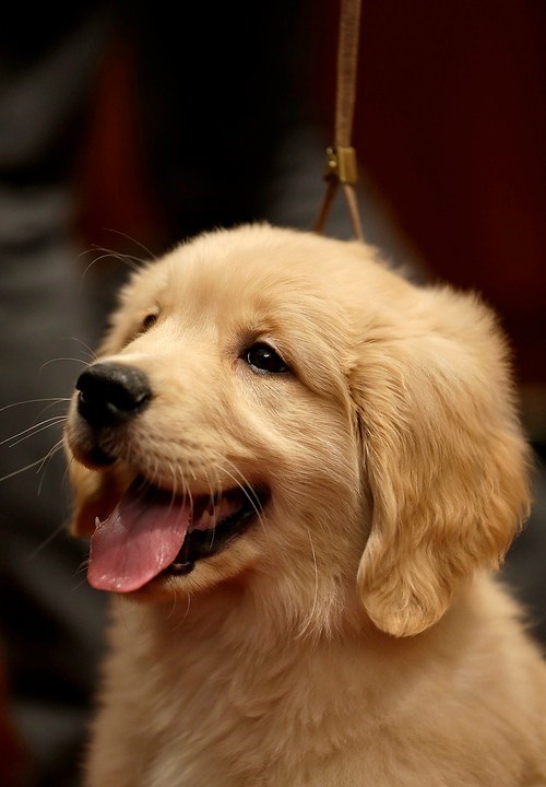 Cyoot Puppy ob teh Day: Happy Widdle Goldie 