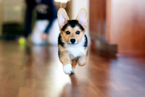Cyoot Puppy ob teh Day: Here Comes Corgi 