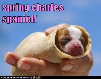 spring charles spaniel!