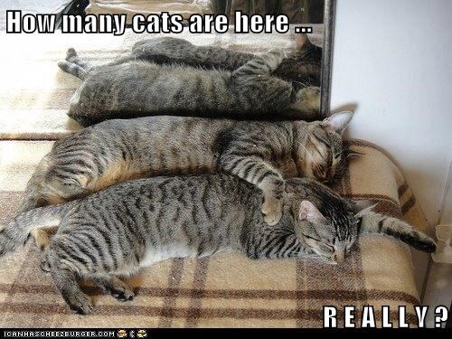 How many cats are here ...  R E A L L Y ?