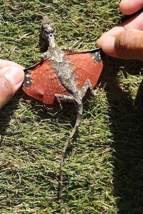 Whatsit: Dragon!?!