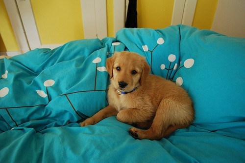 Cyoot Puppy ob teh Day: Mai Bed... We Kan Shar Tho 