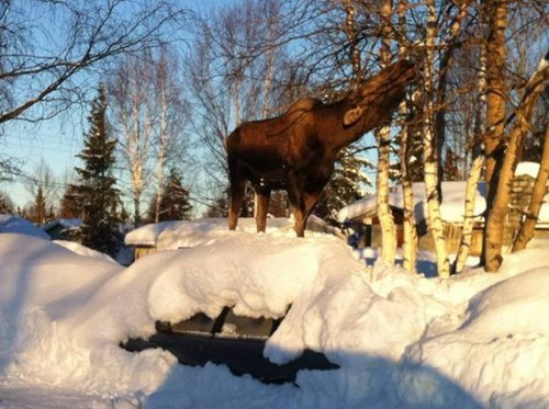 Moose World Problems