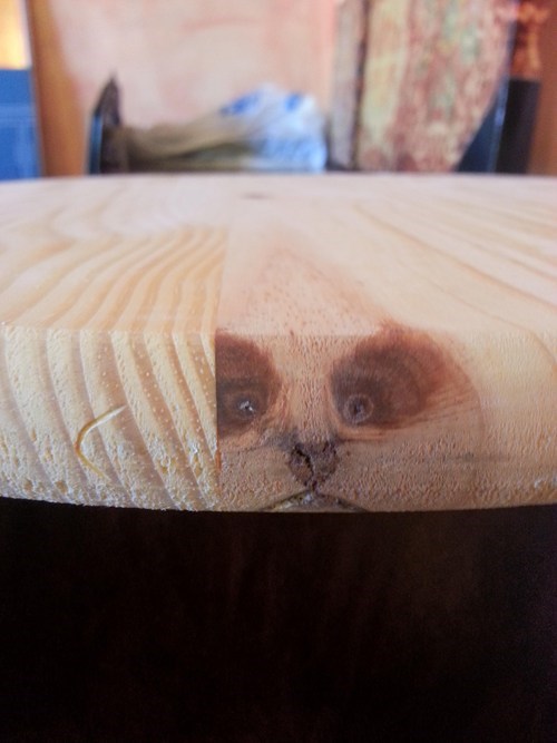 Grumpy Cat Was Here