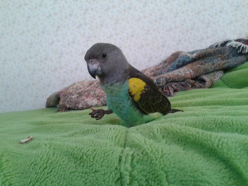 Reader Squee: My Little Buckbeak
