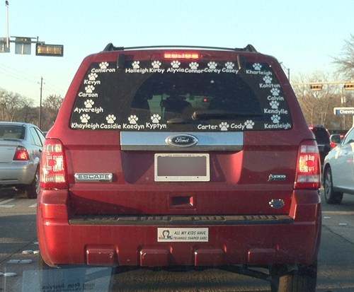Somebody Loves Their Cats... ALL of Them