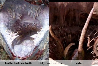 Leatherback Sea Turtle Totally Looks Like Sarlacc