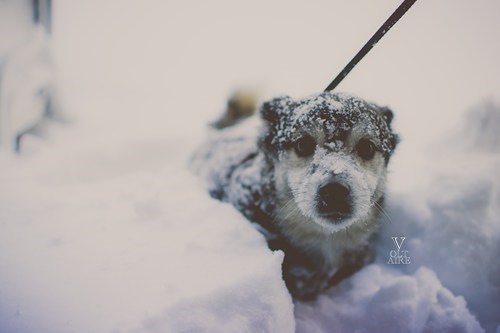 Reader Squee: Kauvuo the Blizzard Dog