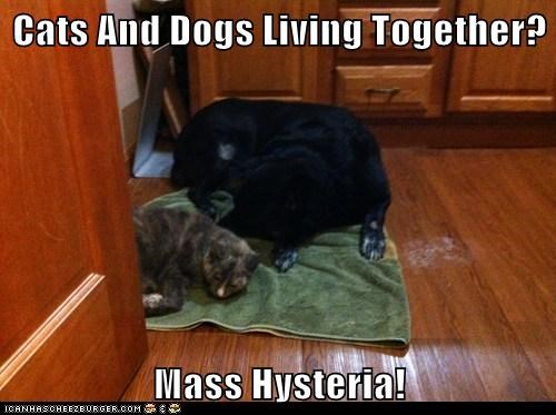 Cats And Dogs Living Together?  Mass Hysteria!