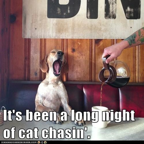 It's been a long night of cat chasin'.