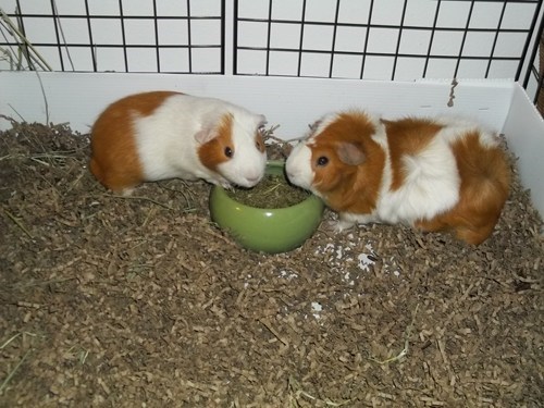 Reader Squee: Charlie and Linus Enjoying Lunch