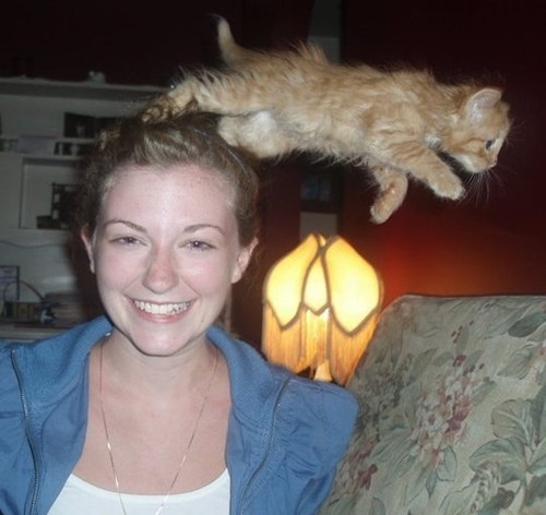 Attack Cat