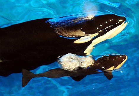 Squee Spree: Orca Whales Win! 