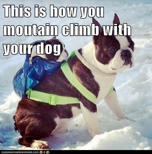 This is how you moutain climb with your dog