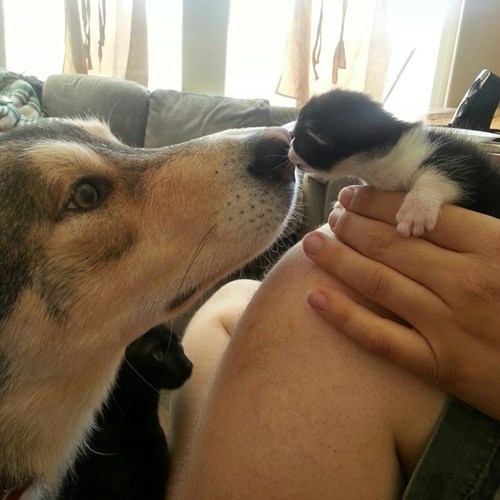 Kittehs R Owr Friends: Boop Wiff Care!