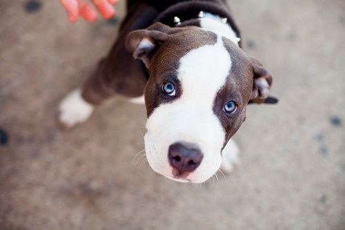 Cyoot Puppy ob teh Day: Big Puppy Dog Eyes 