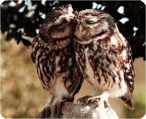 Creepicute: Valentine's Day Owls 