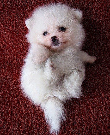 Cyoot Puppy ob teh Day: Teh Floofiest 