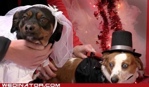 Seriously Stylish Doggie Wedding