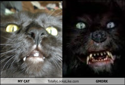 MY CAT Totally Looks Like GMORK