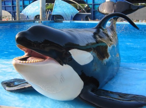 Squee Spree: Bye Bye Orcas! 