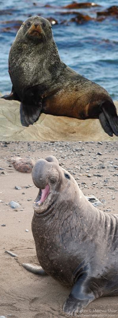 Squee Spree: Sea Lion vs. Elephant Seal 