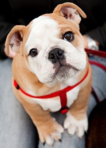 Cyoot Puppy ob teh Day: Widdle Bulldog 