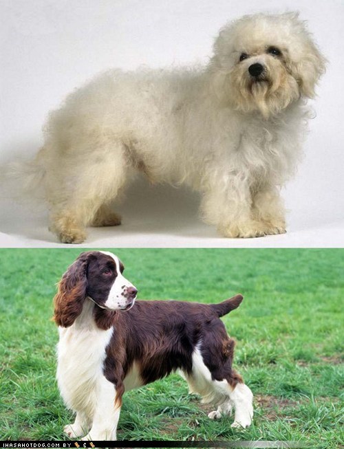 Goggie ob teh Week FACE OFF: Bolognese vs. English Springer Spaniel 