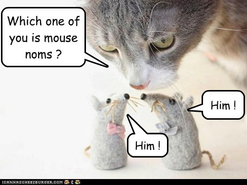 Which one of you is mouse noms ?