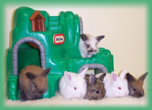 Bunday: Bunny Kindergarten 