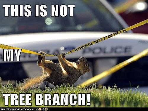 And Why Are Those Guys in Blue Yelling?