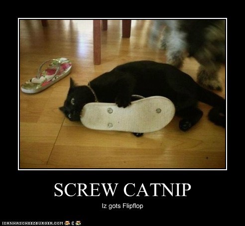 SCREW CATNIP