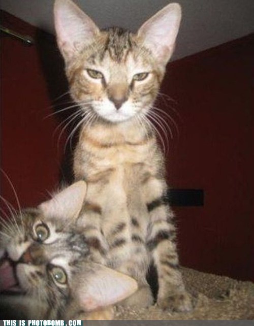 Siblings