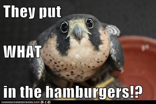 Wait Until He Hears About Hot Dogs