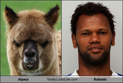 Alpaca Totally Looks Like Rolando