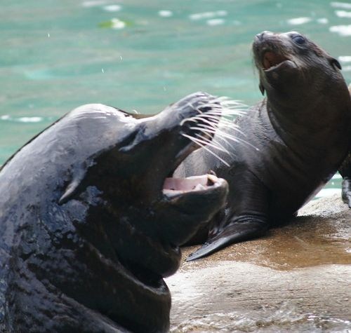 Squee Spree: Sea Lions Win! 